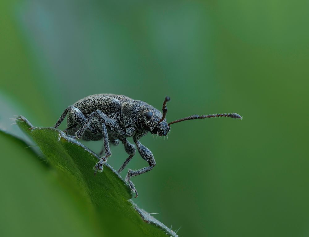 Curculio glandium