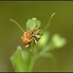 Curculio glandium