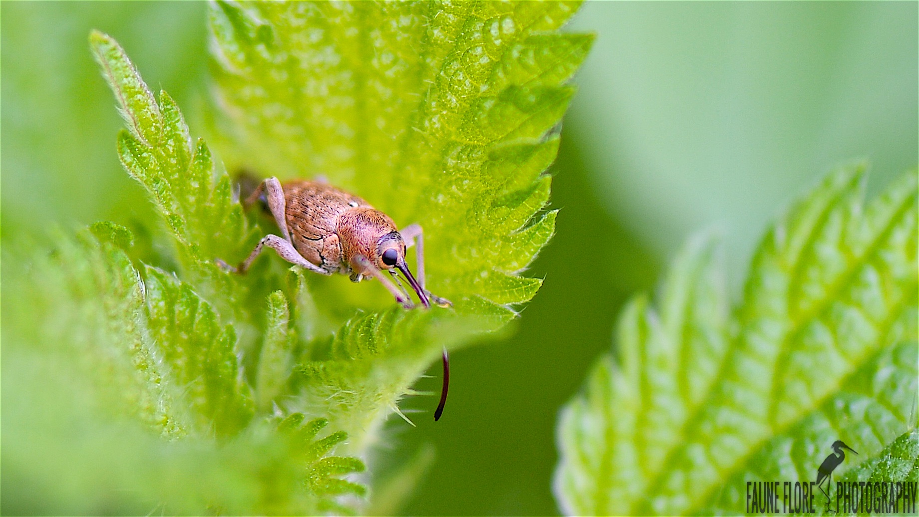 CURCULIO GLANDIUM