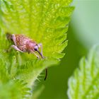 CURCULIO GLANDIUM