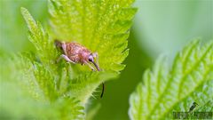 CURCULIO GLANDIUM