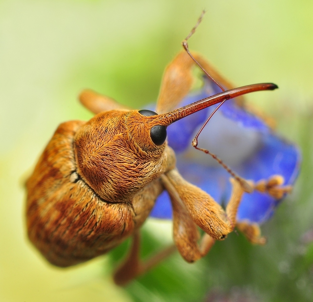 Curculio nucum