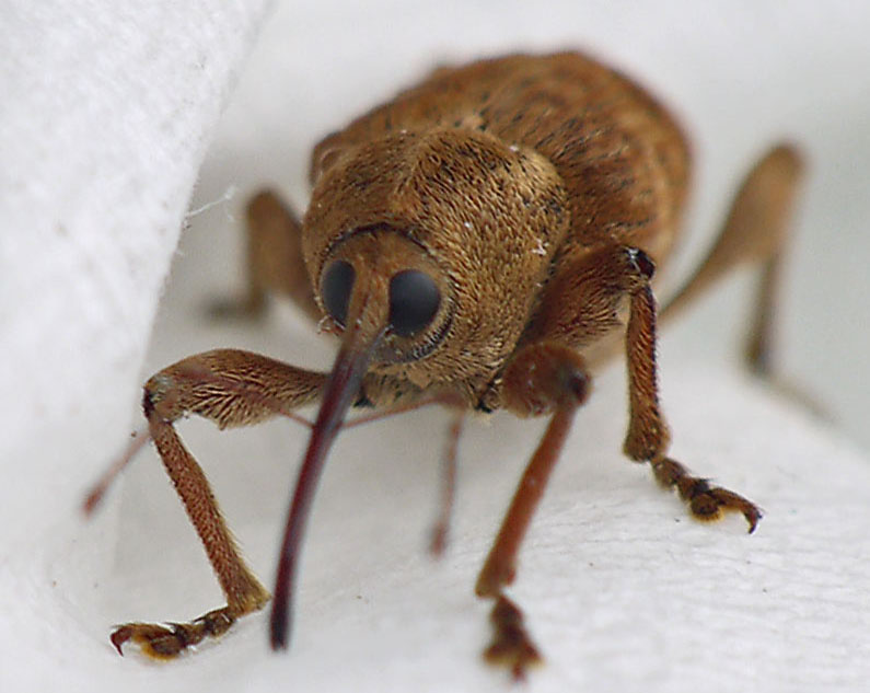 Curculio nucum Foto & Bild tiere, wildlife, insekten Bilder auf