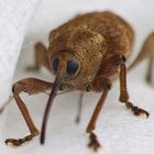 Curculio nucum