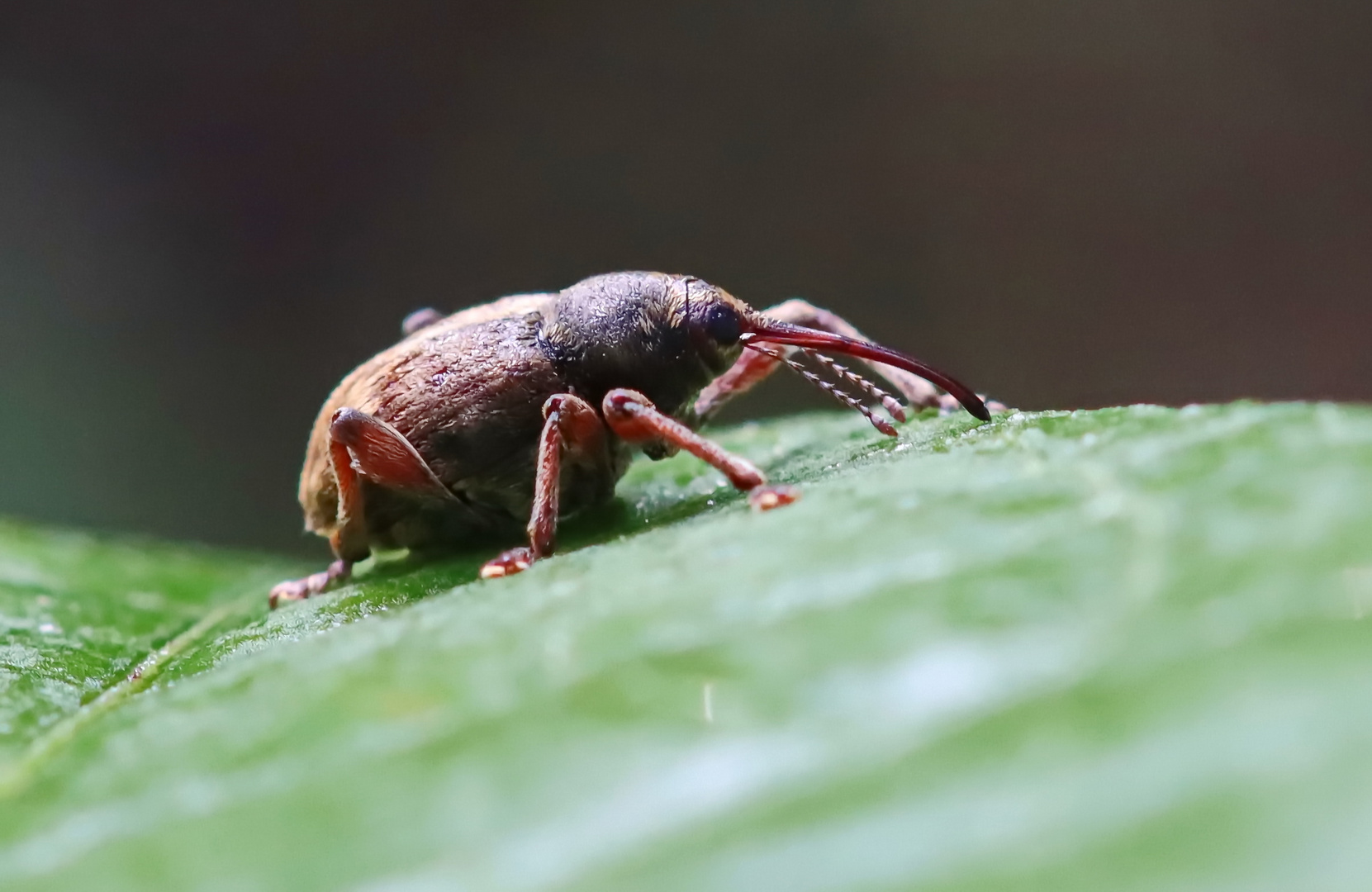 Curculio venosus + 1 Bild