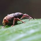 Curculio venosus + 1 Bild