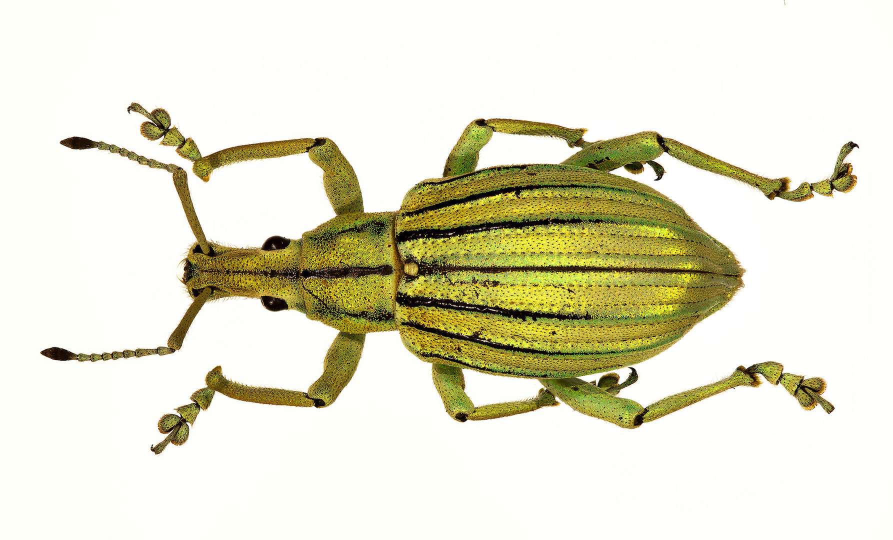 Curculionidae