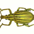 Curculionidae