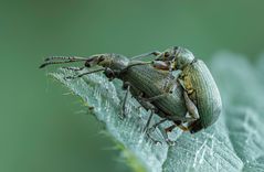 Curculionidae Couple