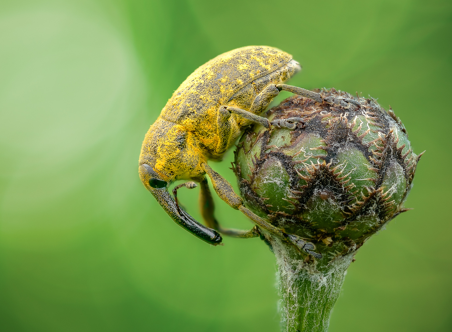 Curculionidae Foto & Bild tiere, wildlife, insekten Bilder auf