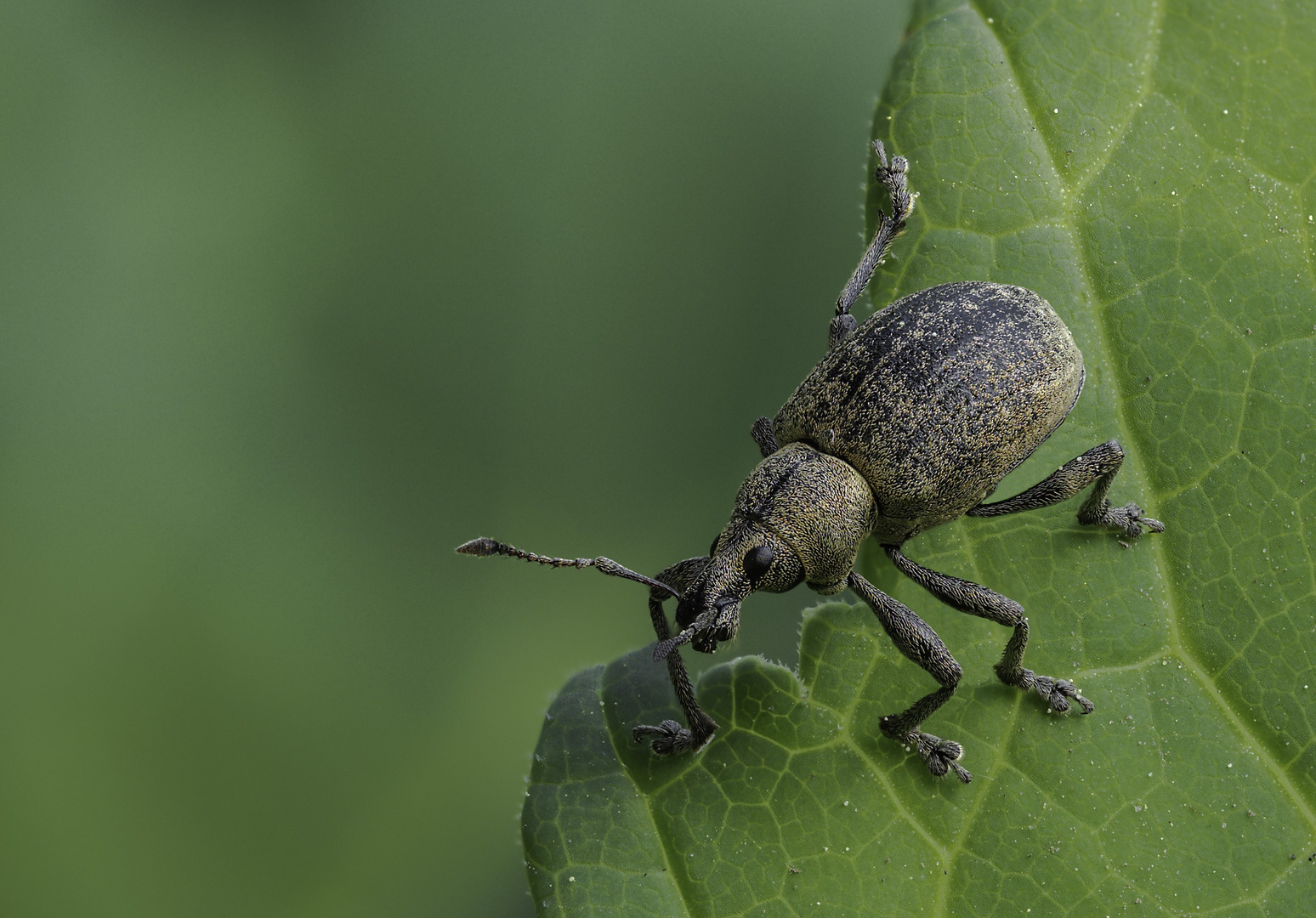 Curculionidae Foto & Bild tiere, landschaft, naturmakros Bilder auf
