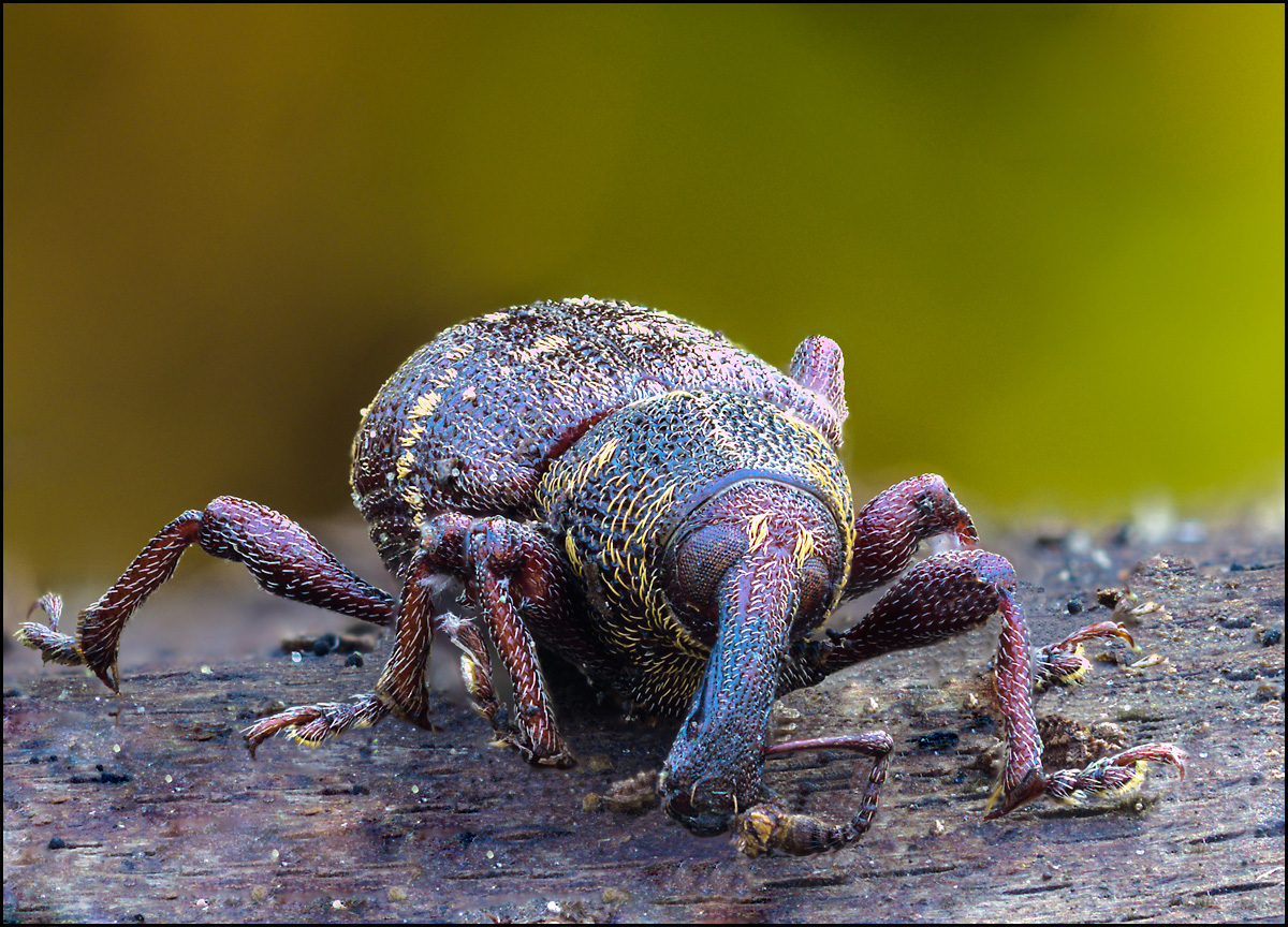 Curculionidae Foto & Bild wald, makro, frühling Bilder auf