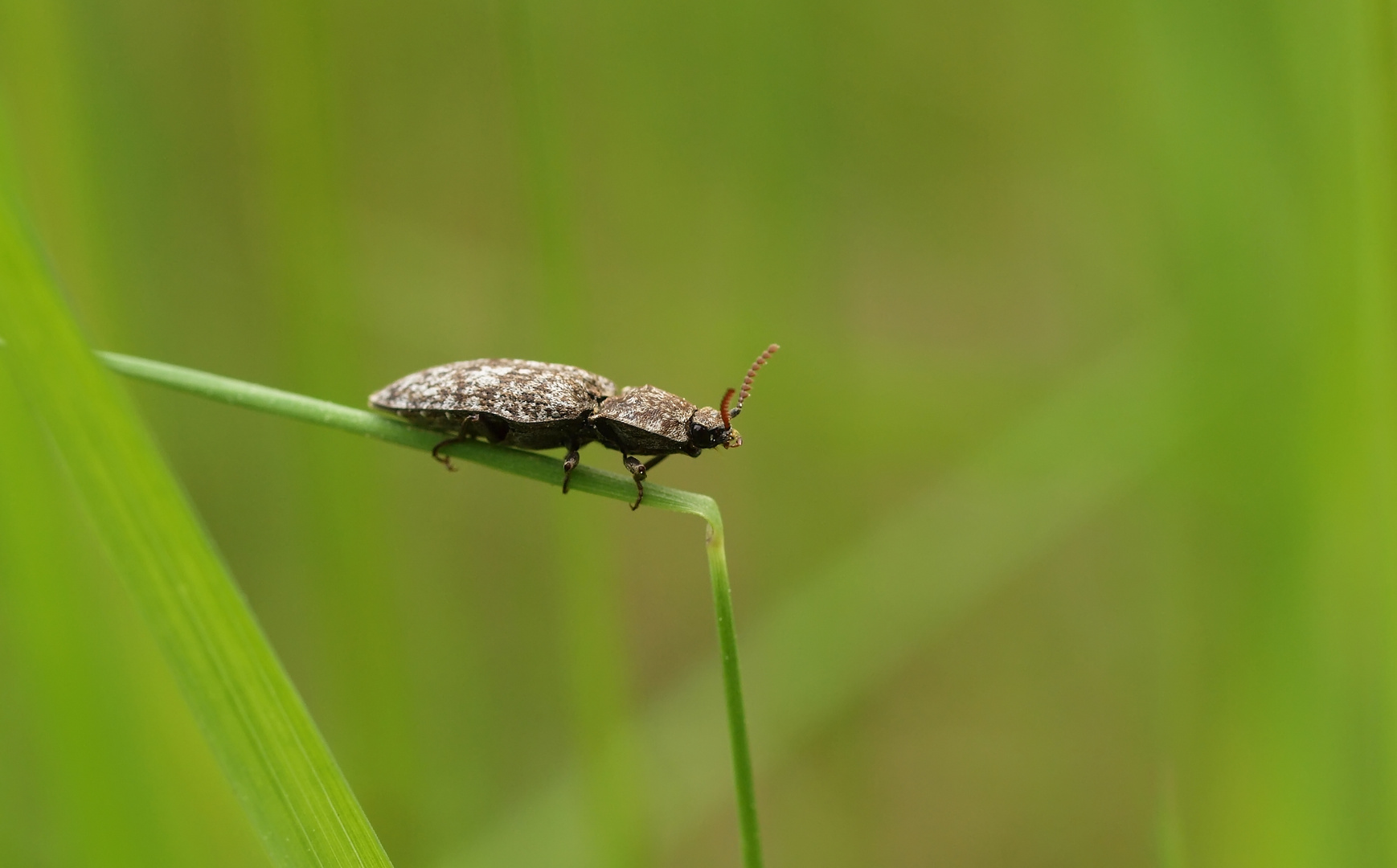 Curculionidae (Rüsselkäfer)