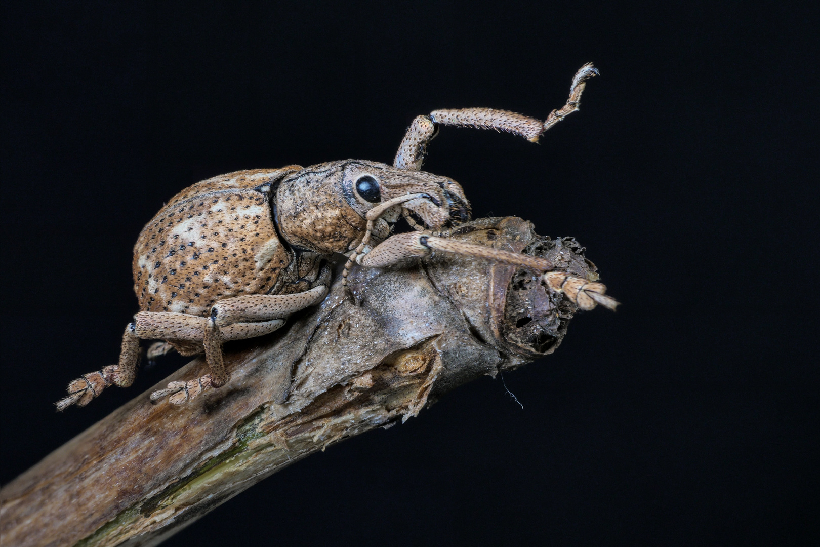 Curculionidae spec. Foto & Bild tiere, tierdetails, natur Bilder auf