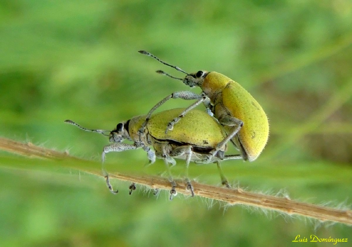 Curculionidos Verdes