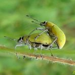 Curculionidos Verdes