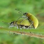 Curculionidos Verdes