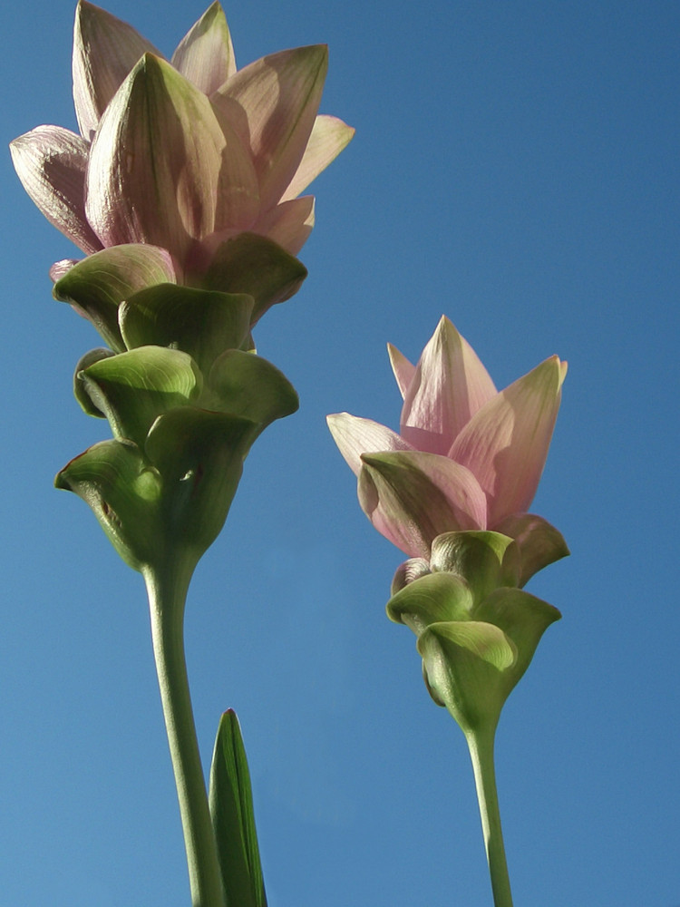 Curcuma