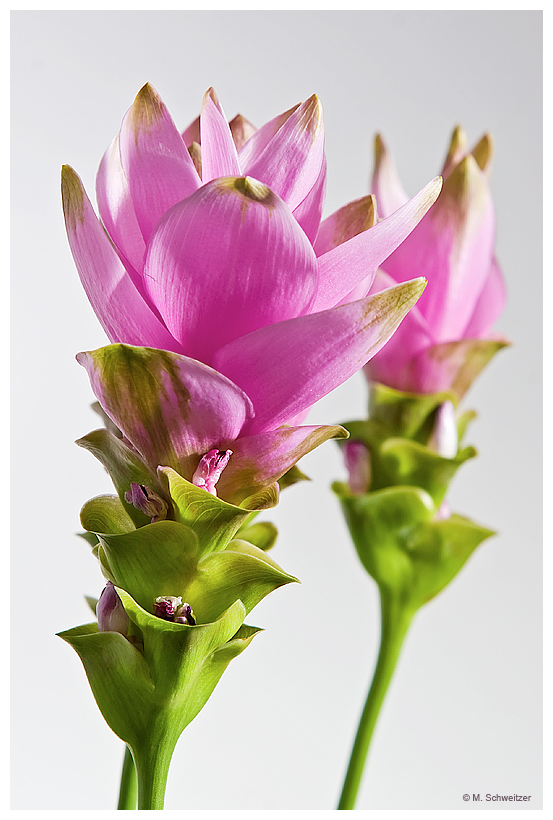 Curcuma