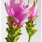 Curcuma