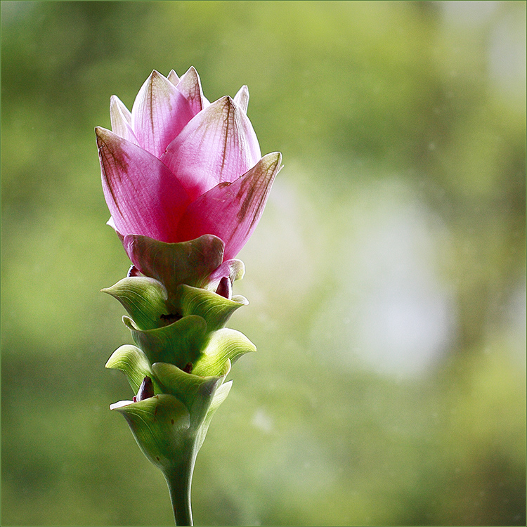 Curcuma