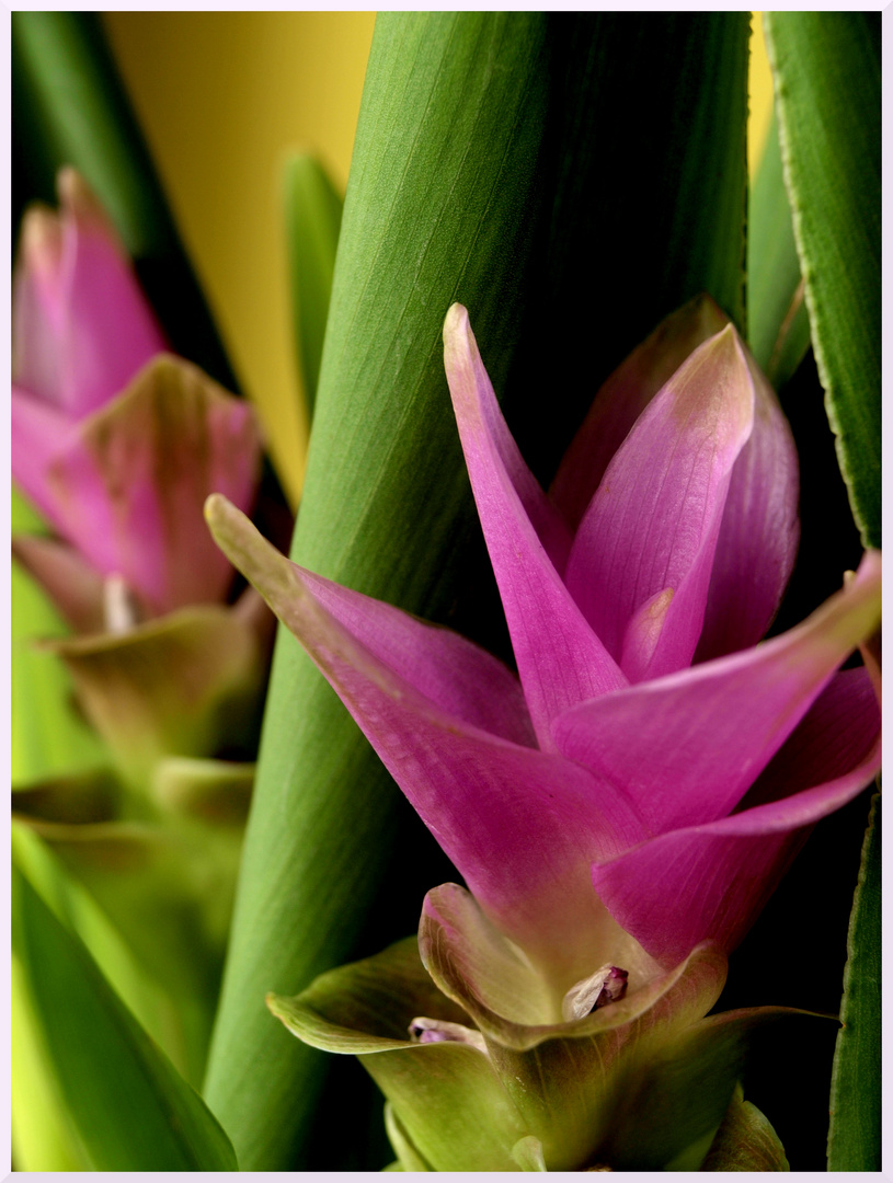 Curcuma