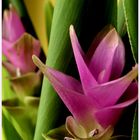 Curcuma