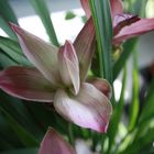 Curcuma