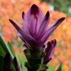 Curcuma