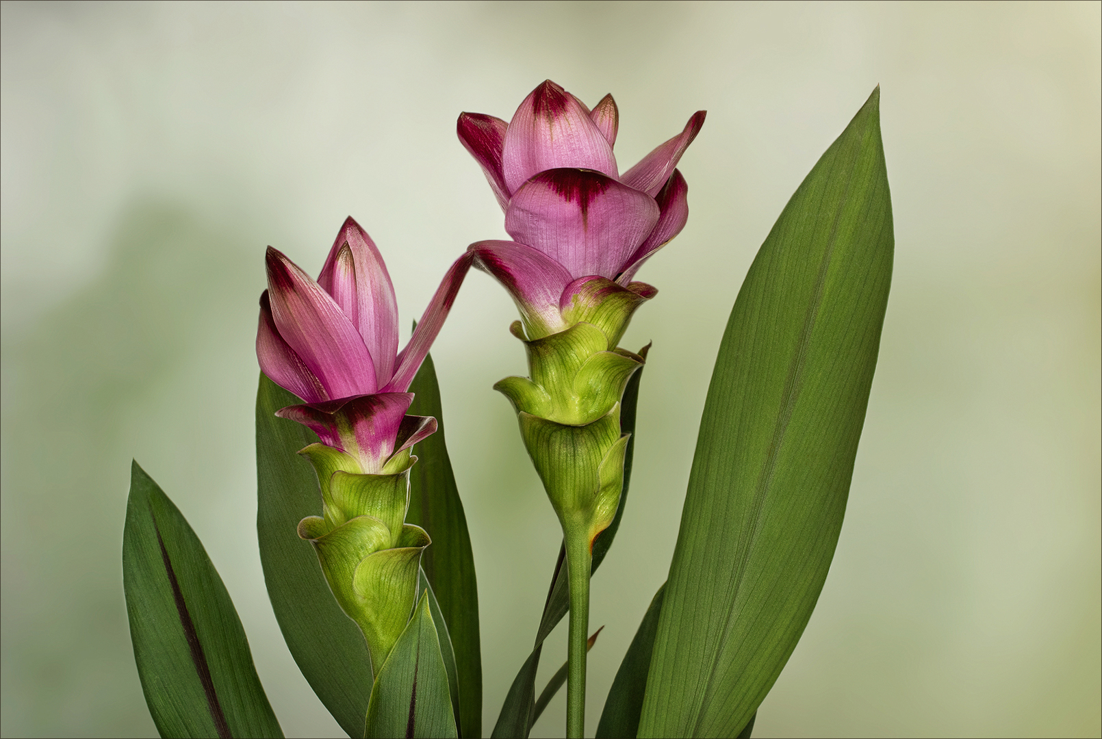 Curcuma - Indische Gelbwurz..(?)...