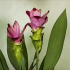 Curcuma - Indische Gelbwurz..(?)...