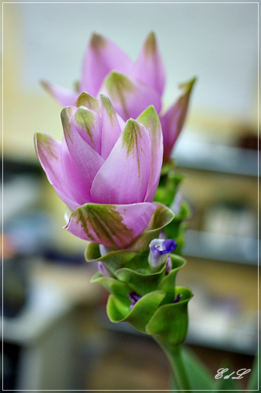 Curcuma  od.Porzellanblume