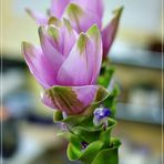 Curcuma  od.Porzellanblume