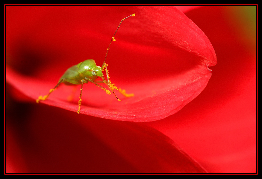 Cure de pollen