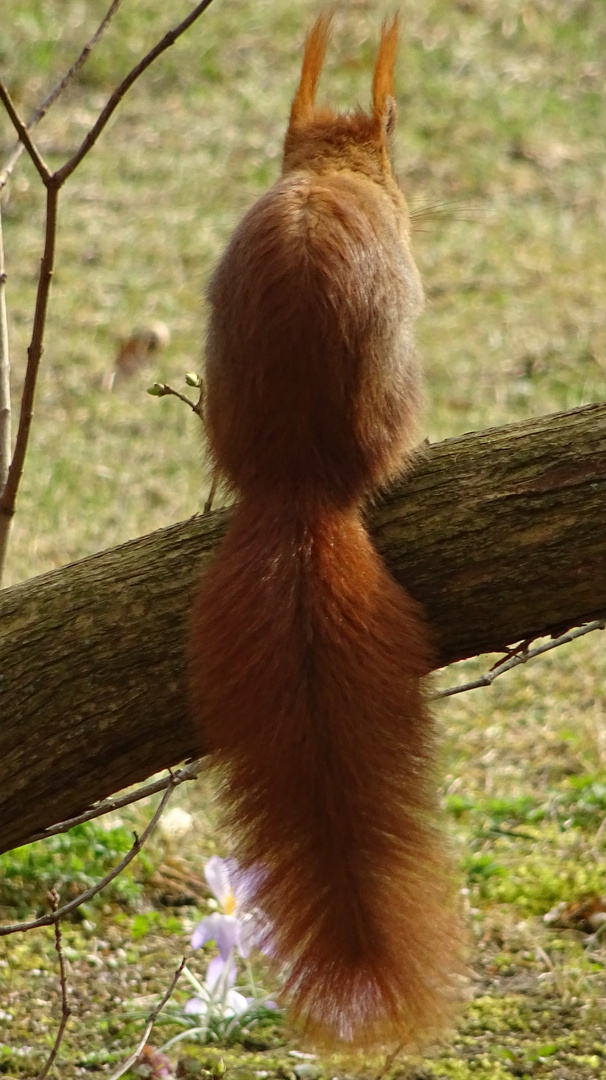 Écureuil d'Eurasie ou écureuil roux. 