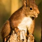 Écureuil roux (3)