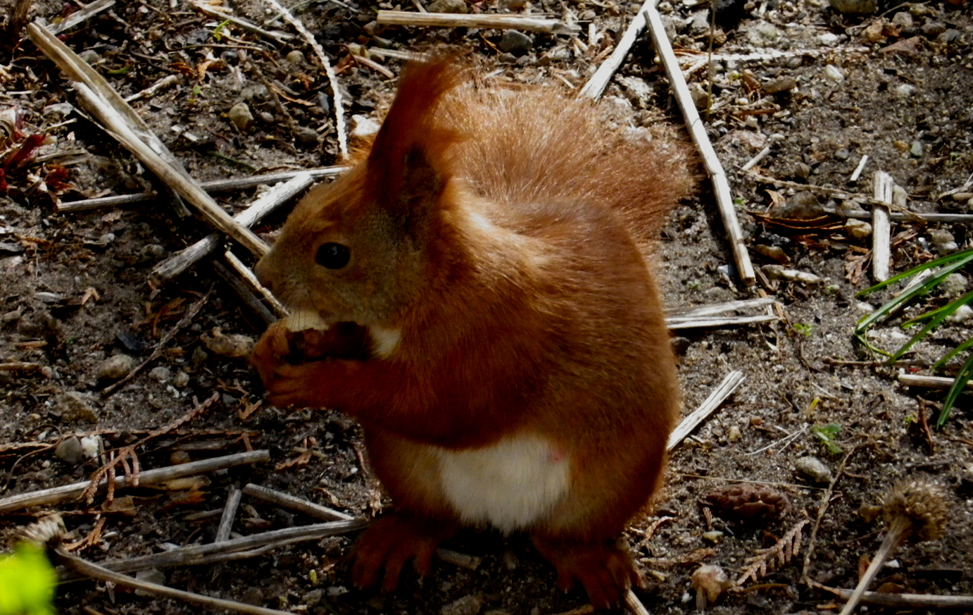 Écureuil (Sciurus vulgaris)