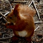 Écureuil (Sciurus vulgaris)