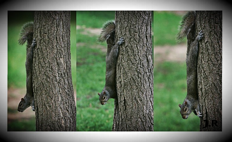 Écureuils dans la nature