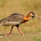 Curicaca (Theristicus caudatus)