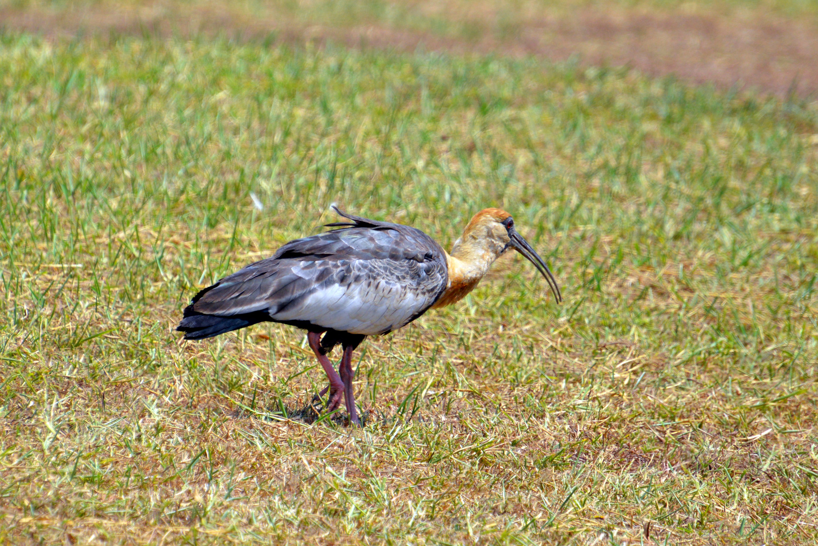 Curicaca / Thristicus caudatus / Ibis mandore ou Ibis à cou blanc