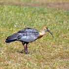 Curicaca / Thristicus caudatus / Ibis mandore ou Ibis à cou blanc