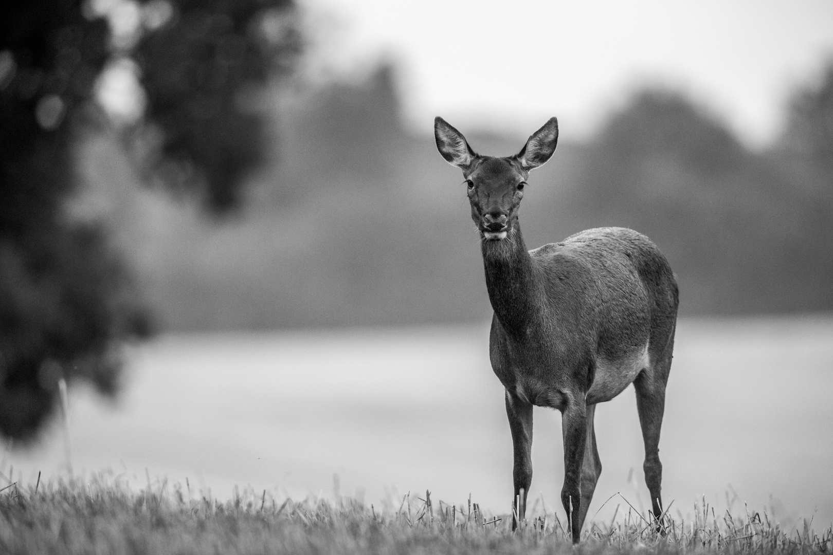 Curieuse