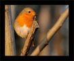 Erithacus rubecula