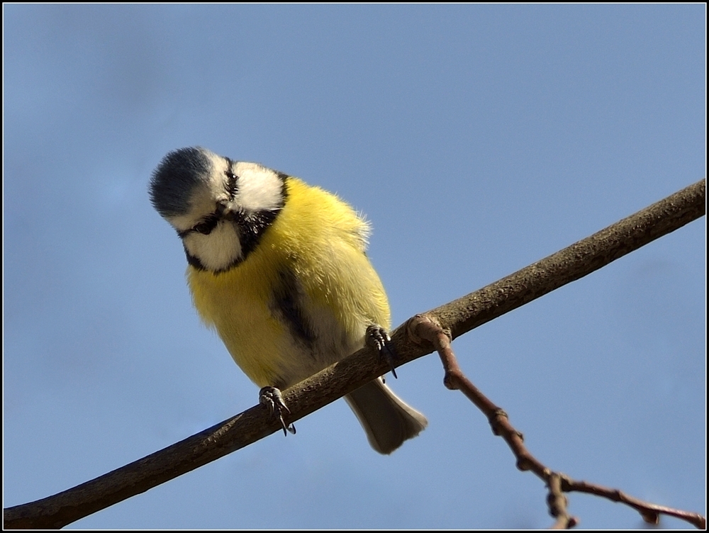 Curieux petit "punk" bleu