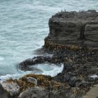 Curio Bay - The Catlins