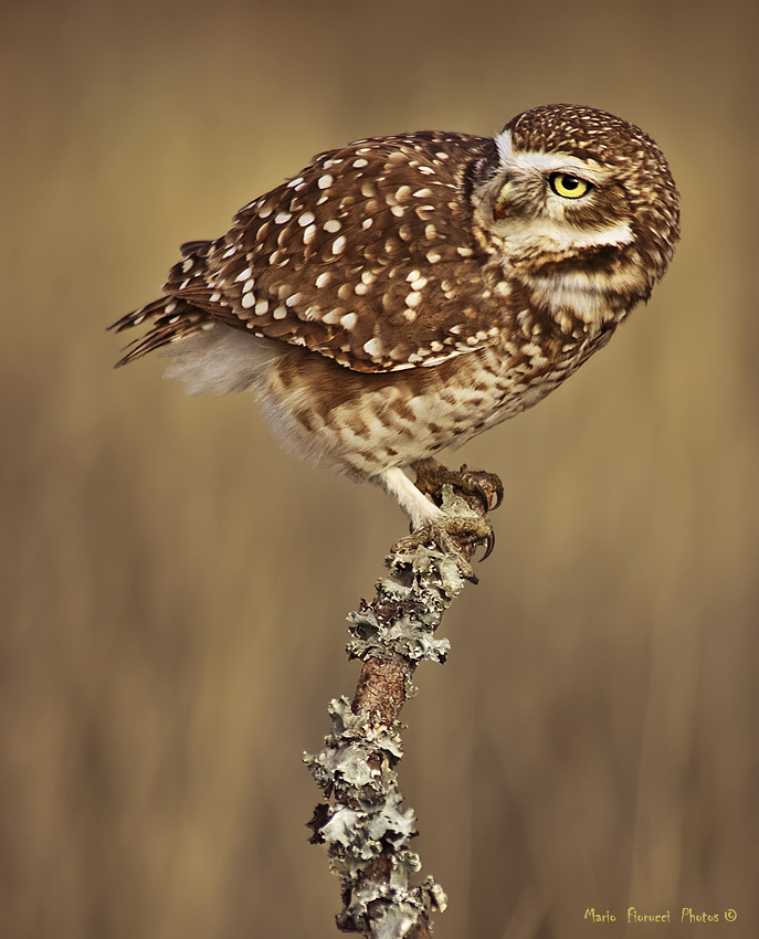 Curiosa (Burrowing Owl)