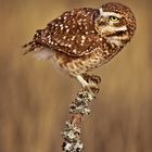 Curiosa (Burrowing Owl)