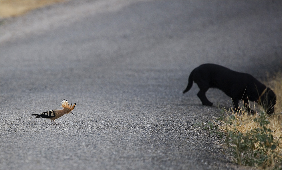 ¡CURIOSA!