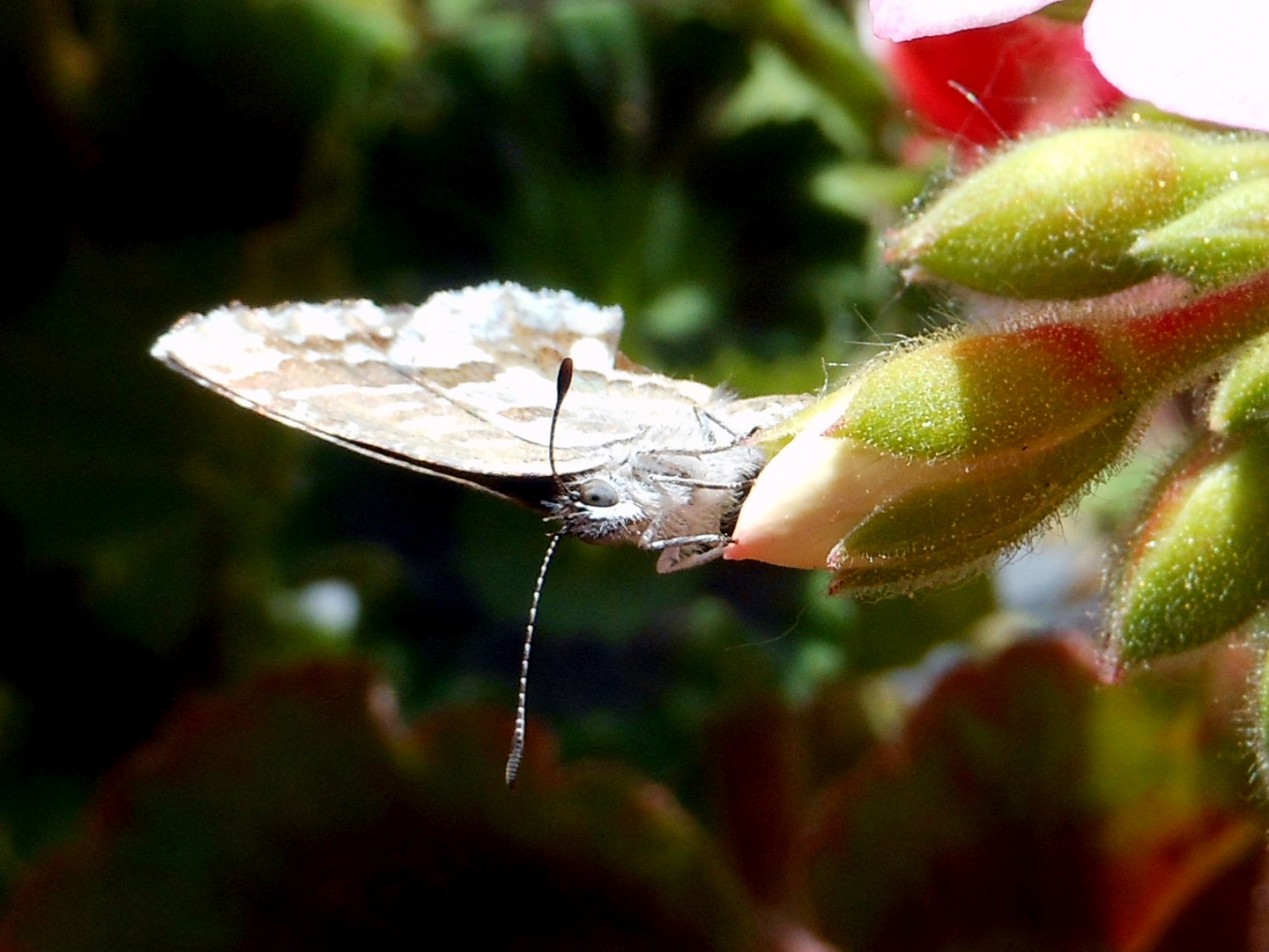 Curiosa mariposa